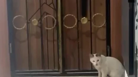 Elazığ'da Kedi ve Yılanın Oyunu Görüntülendi