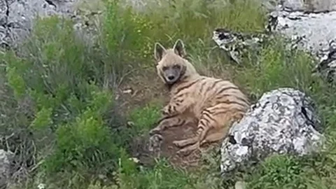Gölbaşı'nda Nesli Tükenmekte Olan Sırtlan Görüntülendi