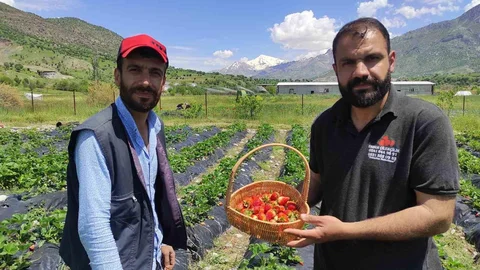 Batman'da Çilek Hasadı Başladı