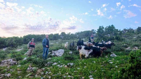 Kilis'te Kayıp Küçükbaş Hayvanlar Bulundu