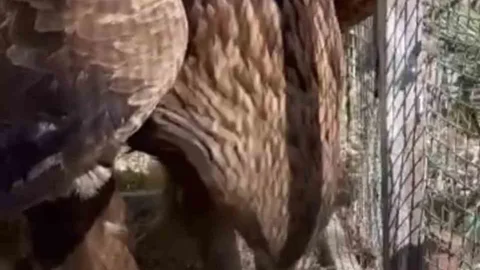 Iğdır'da Tedavi Edilen Kaya Kartalı Doğaya Salındı