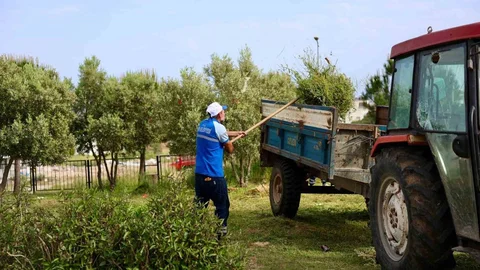 Didim'de Okul Bahçeleri Bakımda
