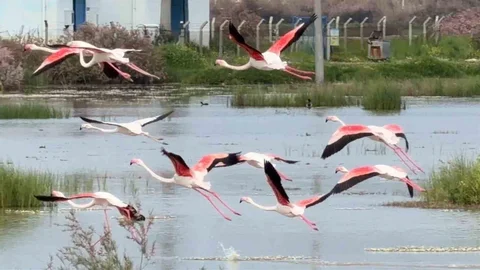 Ayvalık’ta Flamingoların Görsel Şöleni
