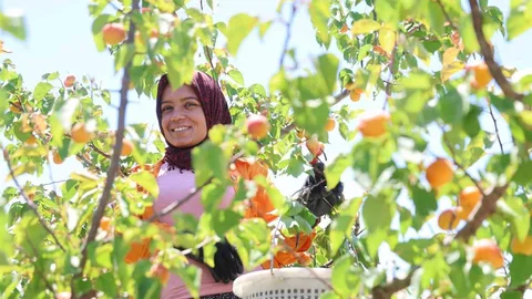 Adana'da Kayısı Hasadı Başladı