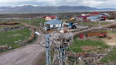 Ardahan'da Leylekler Baharı Getiriyor