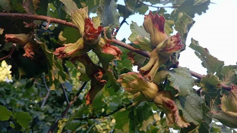 Fındık İhracatında Döviz Girdisi Artıyor