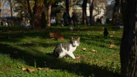 İstanbul'da Kedilere Sevgiyle Yaklaşılıyor