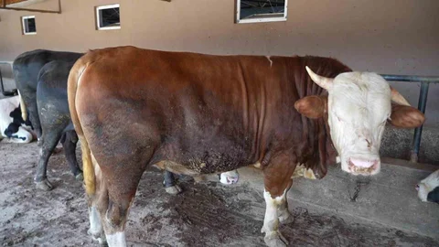 Kocaeli'de 1 Ton 300 Kiloluk Tosun İlgiyi Üzerinde Topladı