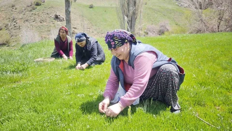 Sivas'ta Madımak Sezonu Başladı