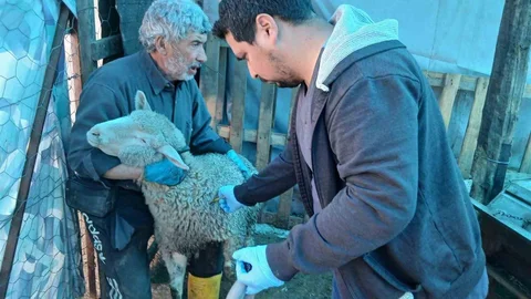 Kütahya Emet'te Aşılama Çalışmaları Devam Ediyor