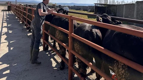 Çavdarhisar'da Sığır Kontrolleri Yapıldı