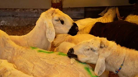 Ataşehir'de Kurbanlık Satış Alanları Belirlendi