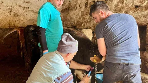 İhsaniye'de Şap Hastalığına Karşı Çalışmalar