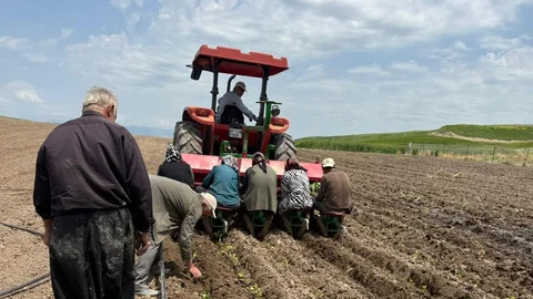 Kahta'da Tütün Üretim Sezonu Açıldı