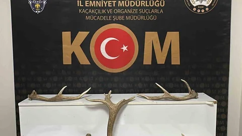 Kırşehir'de Kızıl Geyik Boynuzu Ele Geçirildi