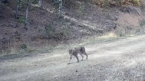 Çankırı’da Nadir Vaşak Görüntülendi