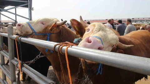 Çorum'da Kurban Bayramı Hazırlıkları Başladı