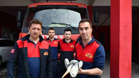 Alaplı'da Yaralı Gri Balıkçıl Kurtarıldı
