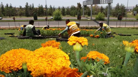 Şanlıurfa Çiçeklerle Renklendi