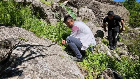 Katırlarla Dağlardan Pancar Toplama Geleneği