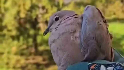 Çanakkale’de Yaralı Kuşlar Kurtarıldı