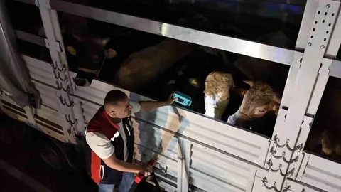 İstanbul'da Kurban Bayramı Hazırlıkları Başladı