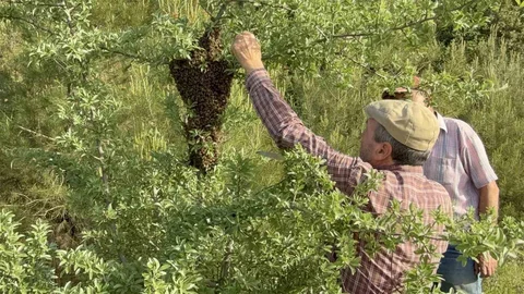 Çanakkale'de Yavru Arı Bolluğu