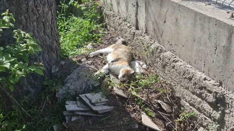 Eskişehir'de Kedilerin Zehirlenmesi İddiası