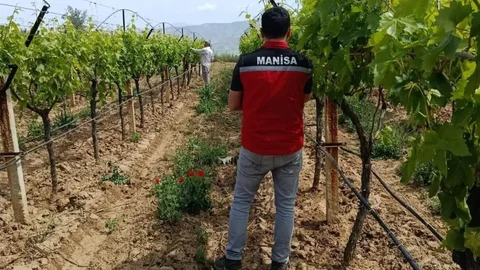 Manisa'da Pestisit Denetimi Başladı