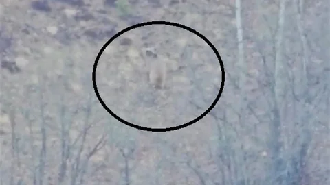 Köye İnen Ayı Çoban Köpekleri Tarafından Uzaklaştırıldı