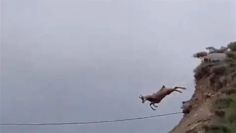 Şamuanın Uzun Atlayışı Tunceli'de Görüntülendi