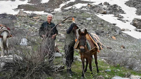 Şırnak'ta Pancar Toplama Faaliyeti