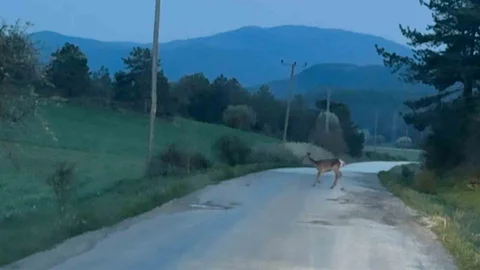 Bolu'da Karaca Sürüsü Görüntülendi