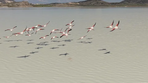 Burdur'da Flamingolar Yeniden Geri Döndü