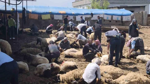 Şırnak’ta Koyun Kırkma Etkinliği Gerçekleşti