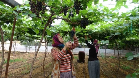 Mersin'de Siyah Üzüm Hasadı Başladı
