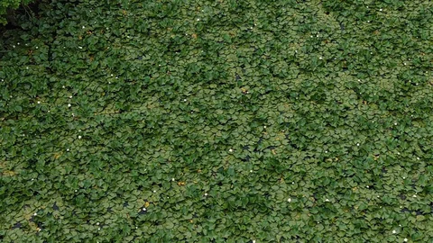 Çanakkale'de Nilüfer Çiçeklerine Cezalar Artıyor