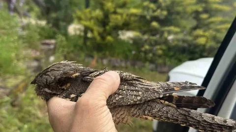 Sinop'ta Yaralı Kuşun Tedavisi Başladı