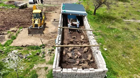 Nevşehir'de Kurt Saldırısı 40 Koyun Telef Oldu