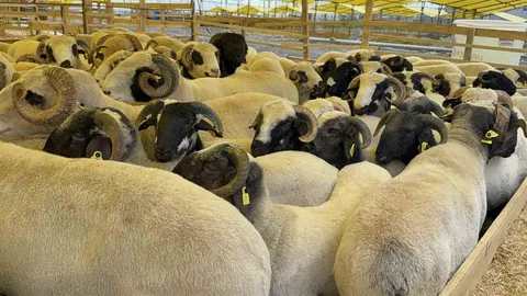 Kurban Bayramı Öncesi İstanbul'da Hayvan Pazarları Kuruluyor