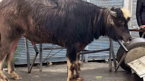 Iğdır'da Kaçan Dana Yaşlı Adamı Yere Savurdu