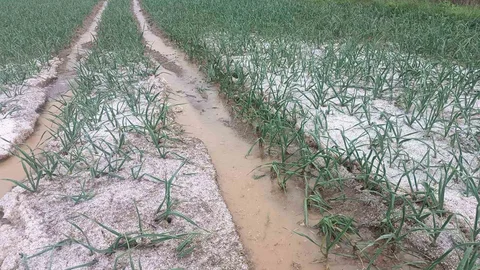 Kastamonu'da Dolu Yağışı Zarar Verdi