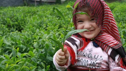 2026 Yılı Yaş Çay Taban Fiyatı 35 TL Belirlendi