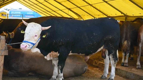 Bahçelievler'de Kurban Bayramı Hazırlıkları Tamamlandı