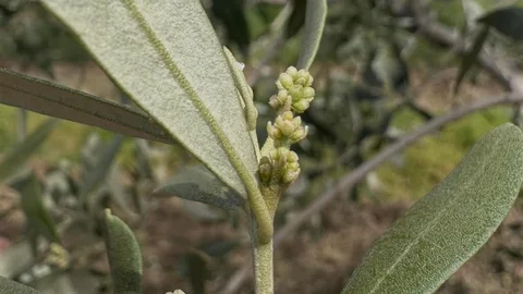 Şarköy'de Zeytin Üreticilerine Uyarı