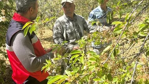 Kütahya Simav'da Kiraz ve Vişne Hastalık Tespiti