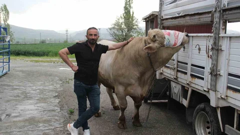 Çorum'da 1,2 Tonluk Kurbanlık Hayvan Satışta