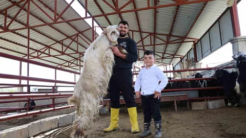 Elazığ'da Rekor Adayı Dev Keçi
