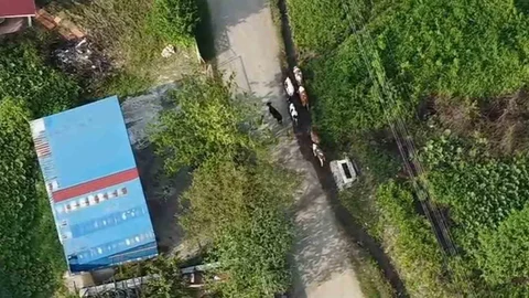 Sakarya'da Jandarma Dron ile Kayıp Hayvanlar Bulundu