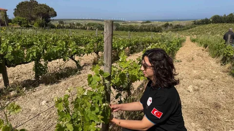 Çanakkale'de Üreticilere Külleme Uyarısı